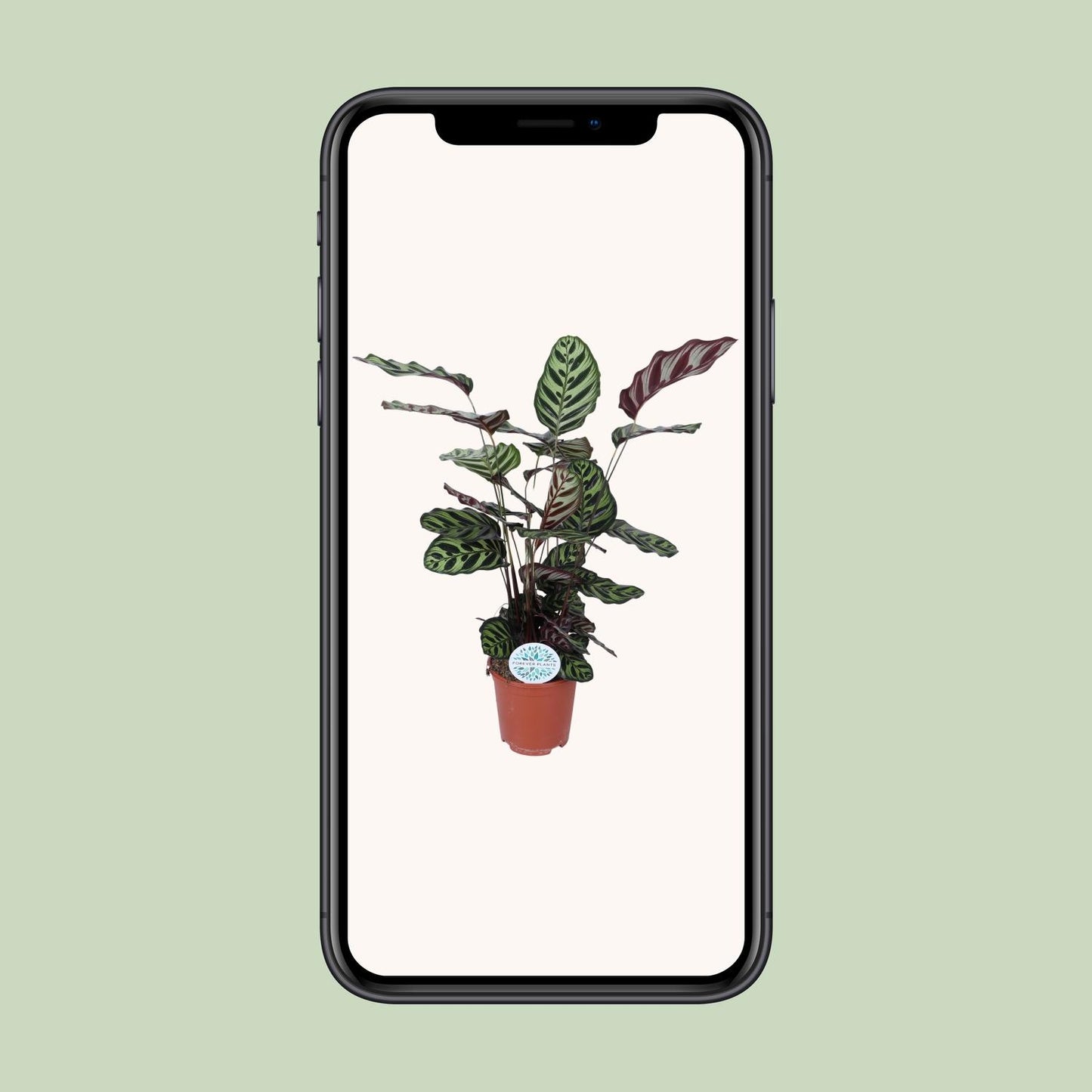 Calathea "Makoyana" 70 cm