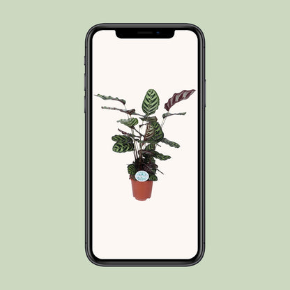 Calathea "Makoyana" 70 cm