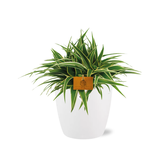 Chlorophytum Ocean 15cm - Ø15cm - inkl. Topf "ELHO" Weiß