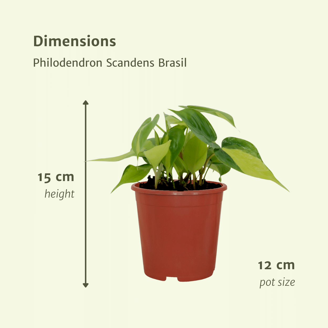 4x Philodendron "Brasil" - 15 cm