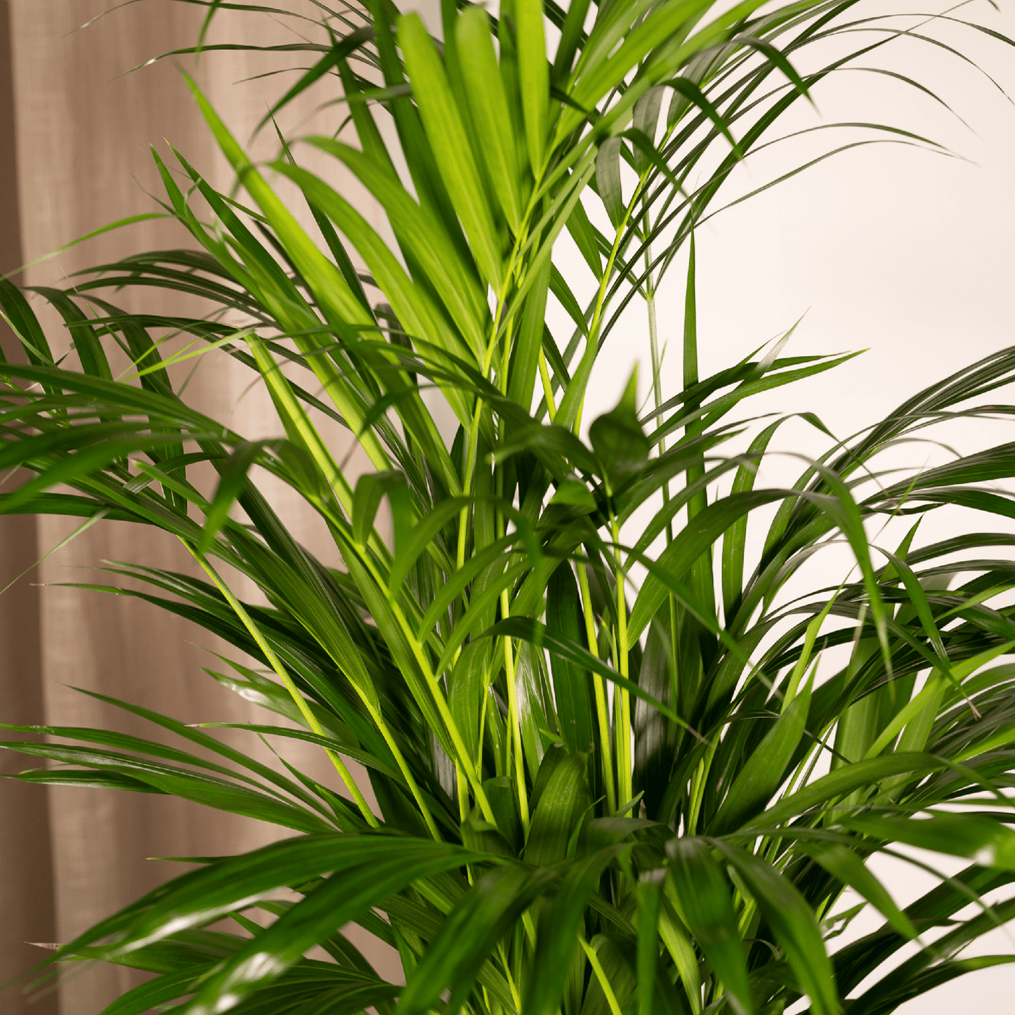 Areca-Palme 70 cm