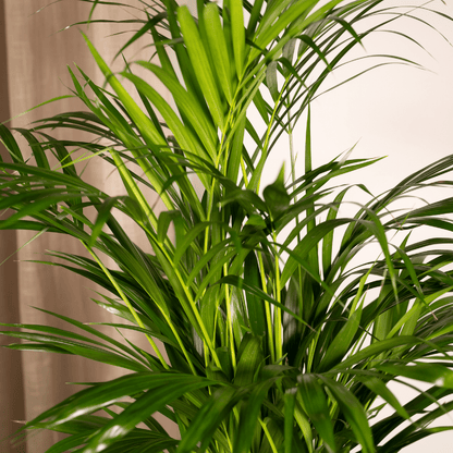 Areca-Palme 70 cm