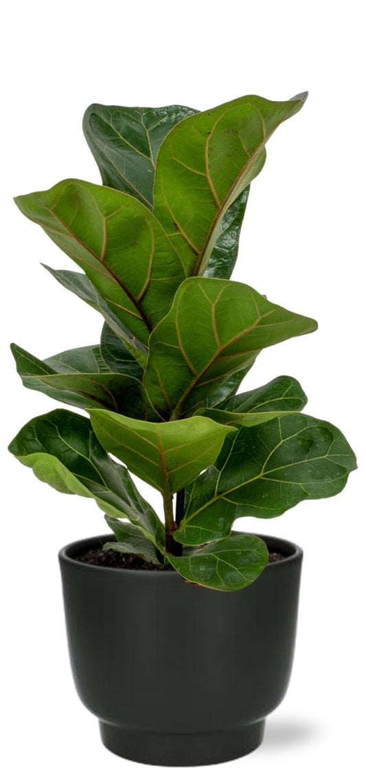 Ficus Lyrata 30cm - Ø12cm inkl. Topf "Potenza" 13x11cm - Schwarz