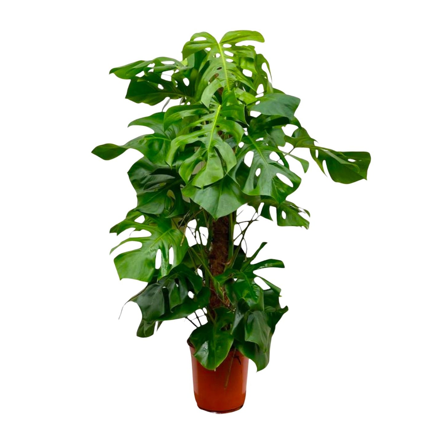 Monstera Deliciosa 150 cm