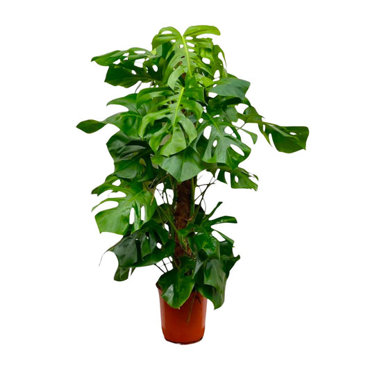 Monstera Deliciosa 150 cm