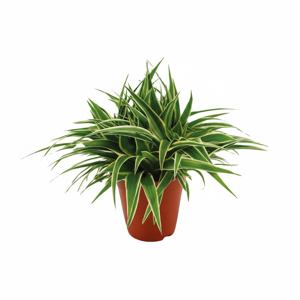 Grünlilie "Ocean" 25 cm