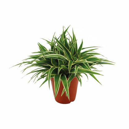 Grünlilie "Ocean" 25 cm