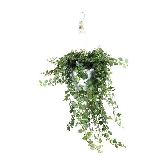 Gemeiner Efeu "Wonder Green" 70 cm