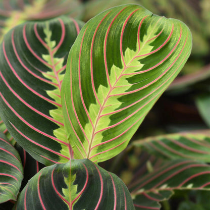 4x Maranta Fascinator "Tricolour" -  30 cm