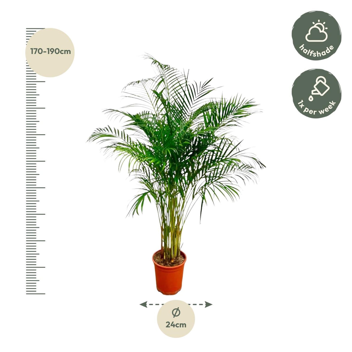 Areca-Palme 180 cm