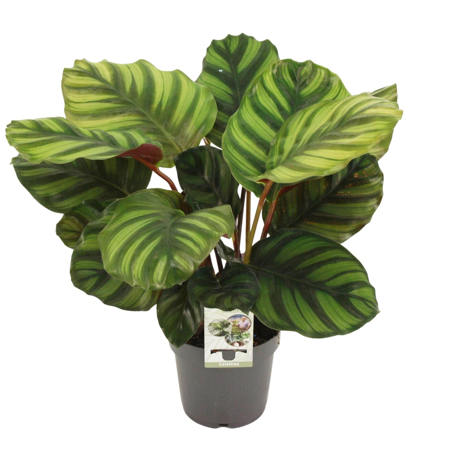 Calathea "Fasciata" 40 cm