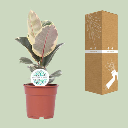 Ficus elastica "Tineke" 50 cm