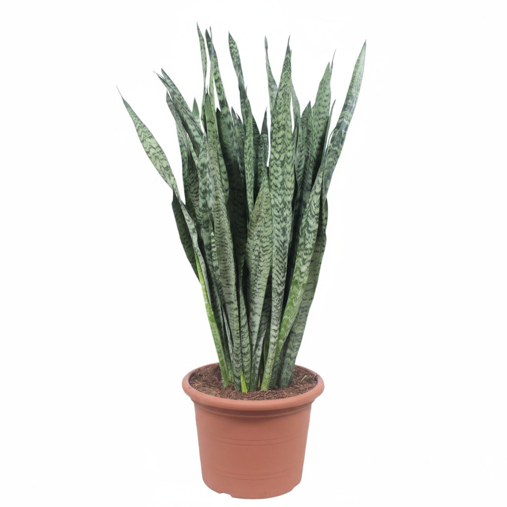 Bogenhanf "Zeylanika" – 110 cm