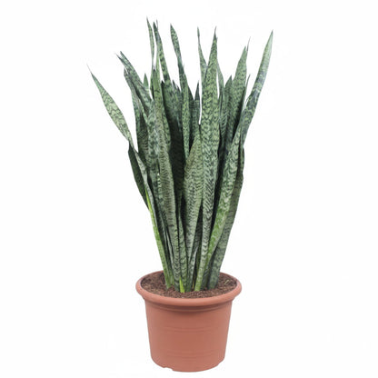 Bogenhanf "Zeylanika" – 110 cm