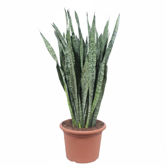 Bogenhanf "Zeylanika" – 110 cm