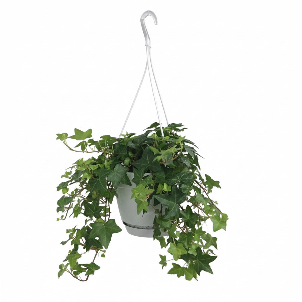 Gemeiner Efeu "Groen" 45 cm