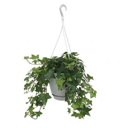 Gemeiner Efeu "Groen" 45 cm