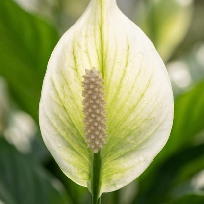 4x Einblatt "Peace Lily" - 35 cm
