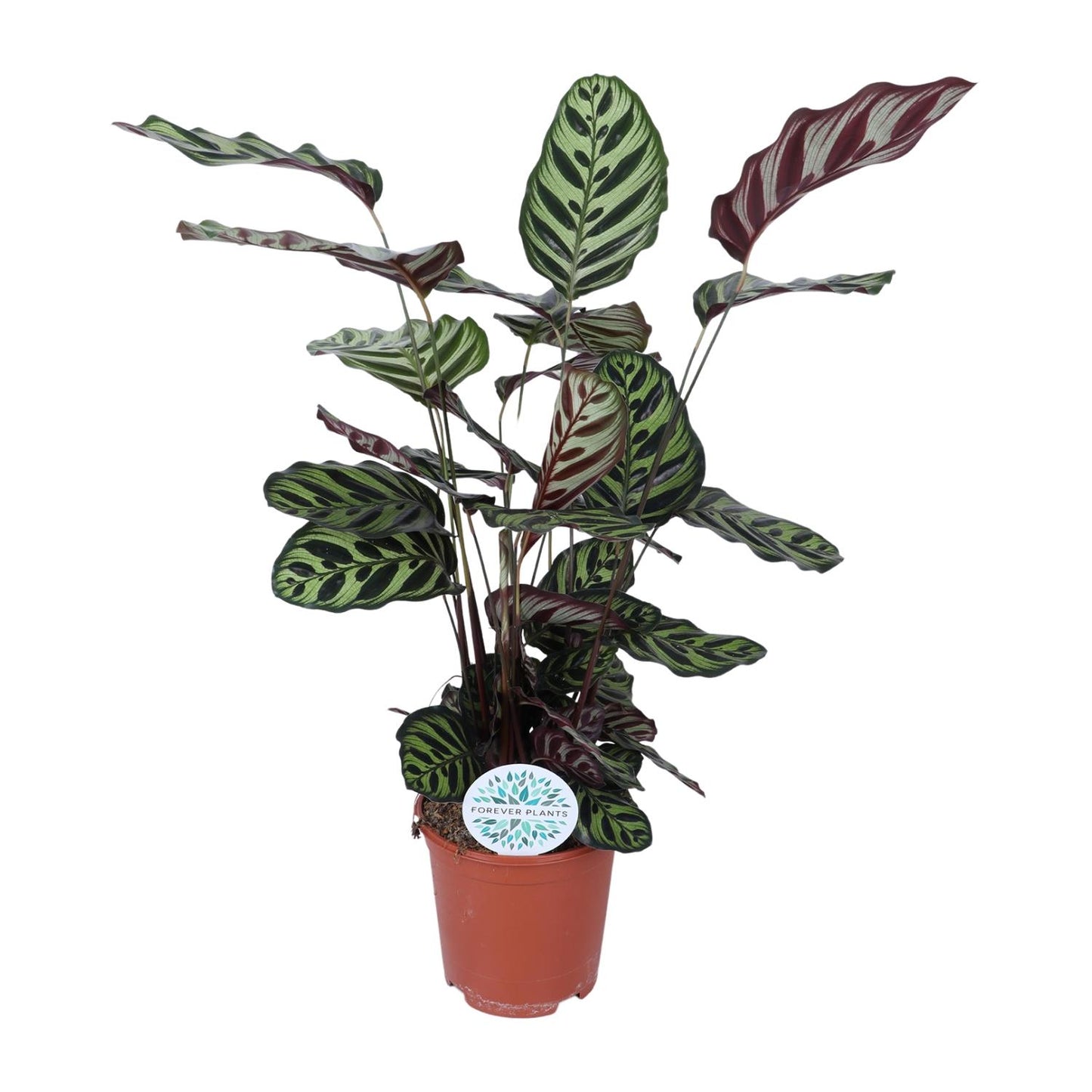 Calathea "Makoyana" 70 cm