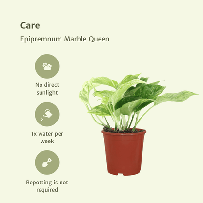 4x Efeutute "Marble Queen" - 15 cm