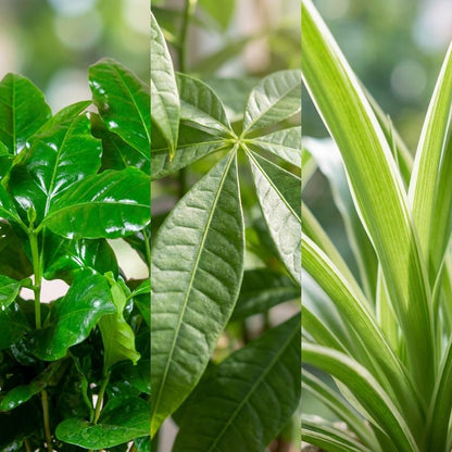 Tierfreundliches Bundle  - 25 cm