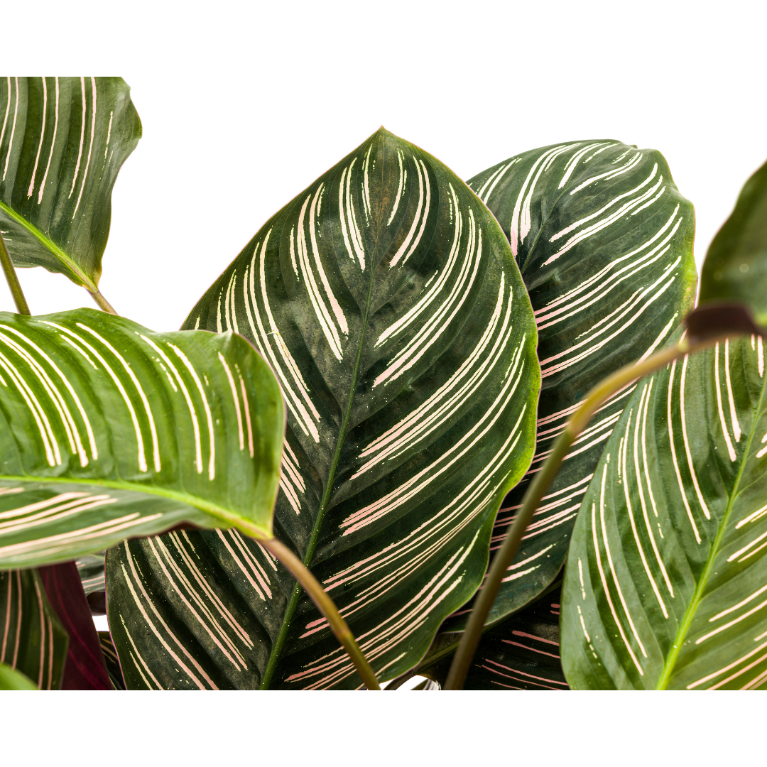 Calathea "Ornata Sanderiana" 70 cm