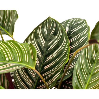 Calathea "Ornata Sanderiana" 70 cm
