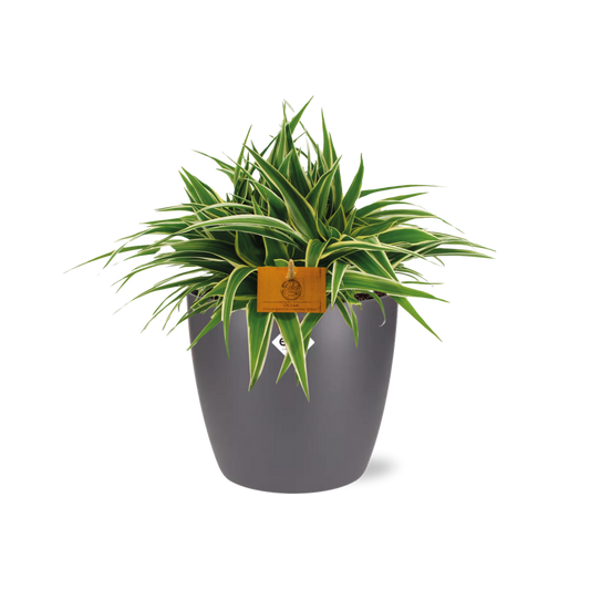 Chlorophytum Ocean - 15cm - Ø24cm inkl. Topf "Brussels" Anthrazit