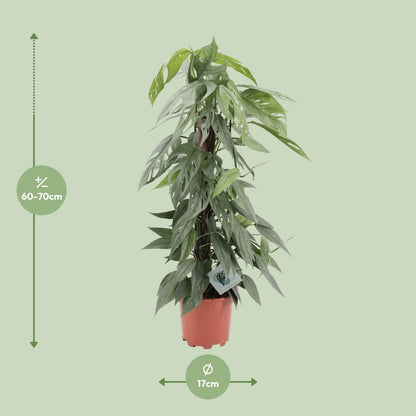 Efeutute "Cebu Blue" - 65 cm