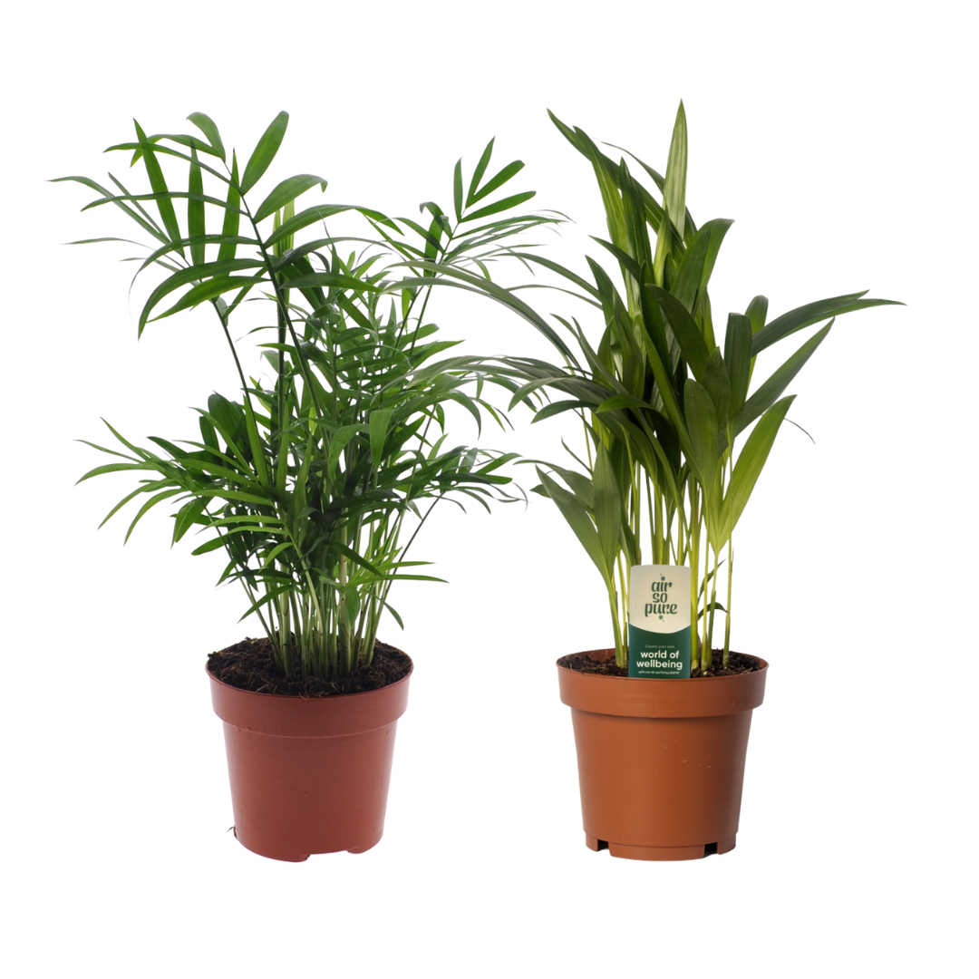 Bundle "Duo" Dypsis lutescens/Chamadorea - 40 cm