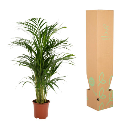 Areca-Palme 70 cm