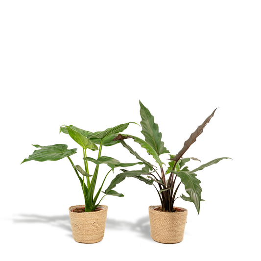 Bundle "Duo" Alocasia Cucullata/Alocasia Lauterbachiana - 70 cm + Körbe