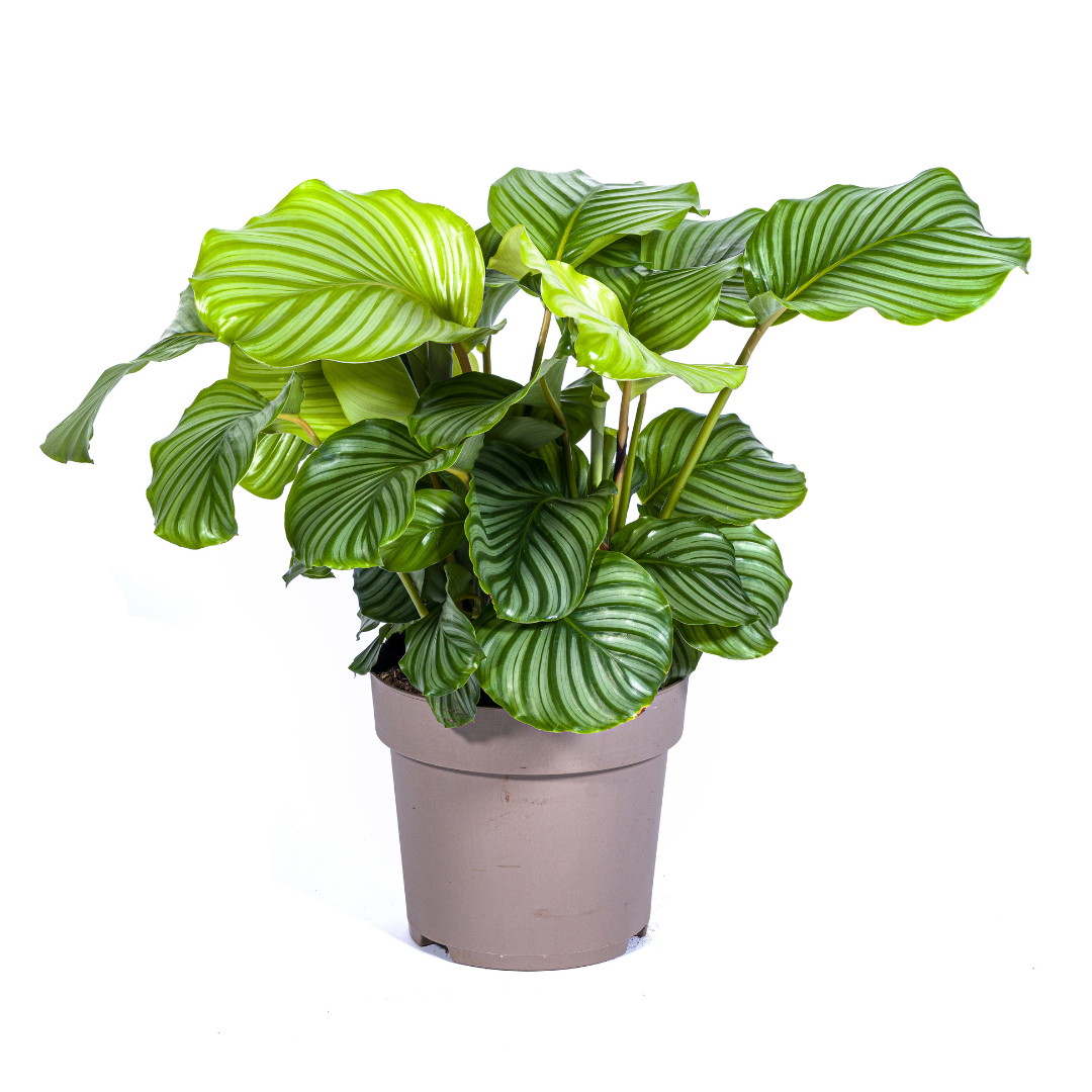 Calathea "Orbifolia" 80 cm