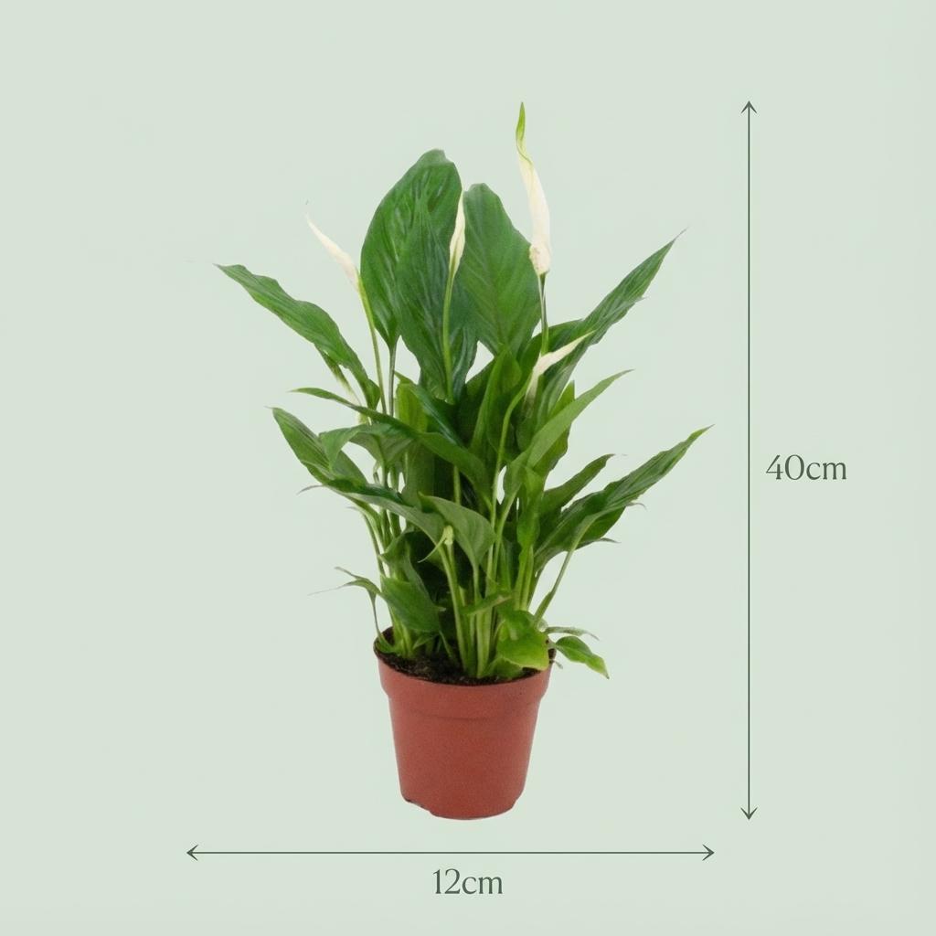 4x Einblatt "Peace Lily" - 35 cm