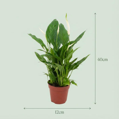 4x Einblatt "Peace Lily" - 35 cm