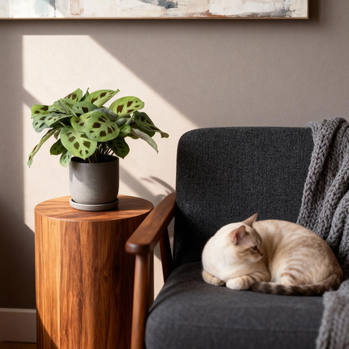 4x Maranta Fascinator "kerechoveana" - 30 cm