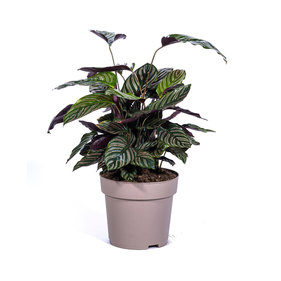 Calathea "Ornata Sanderiana" 70 cm