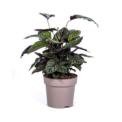 Calathea "Ornata Sanderiana" 70 cm
