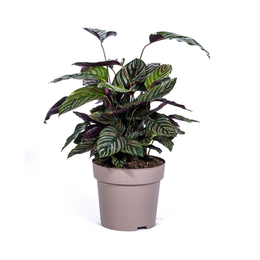 Calathea "Ornata Sanderiana" 70 cm