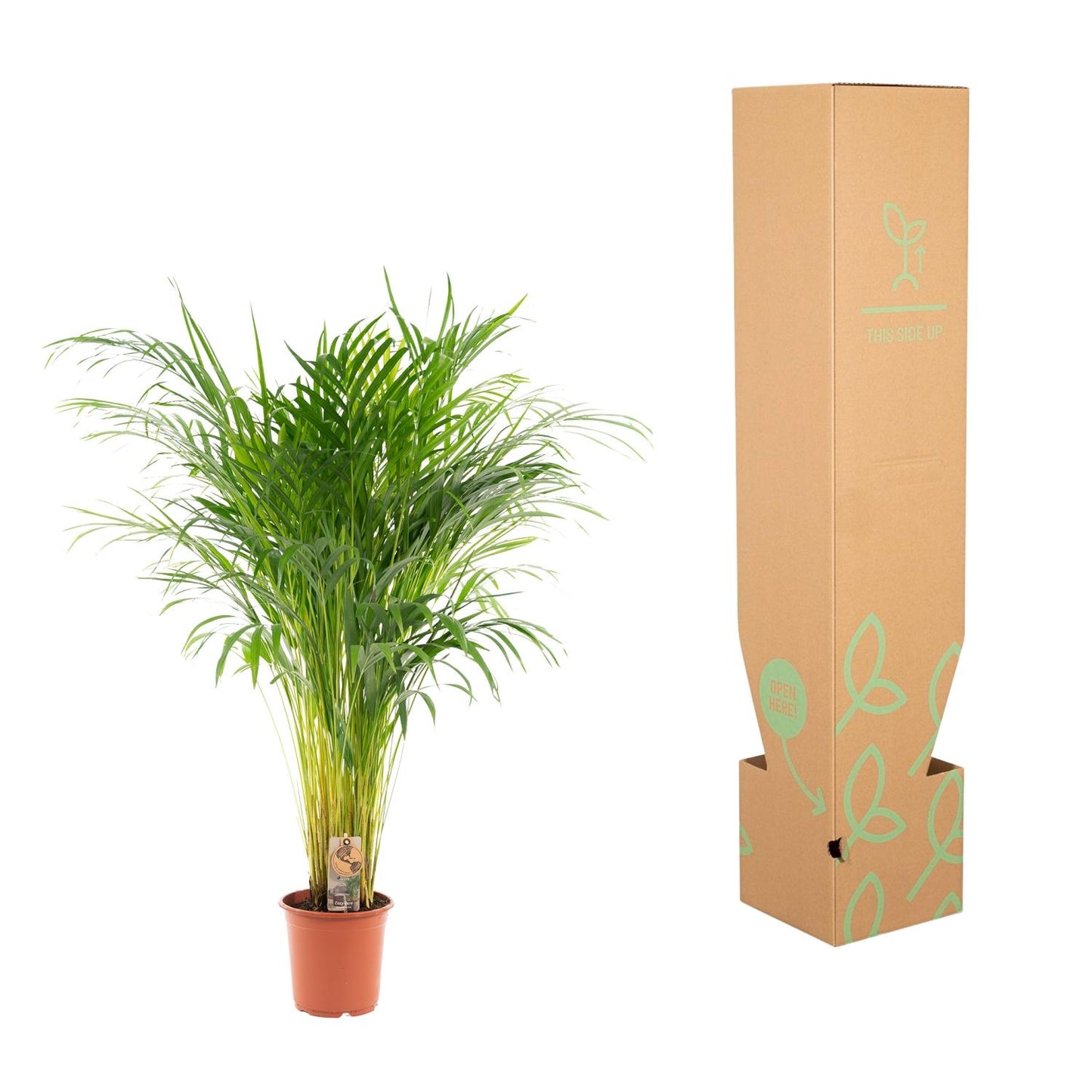 Areca-Palme 100 cm