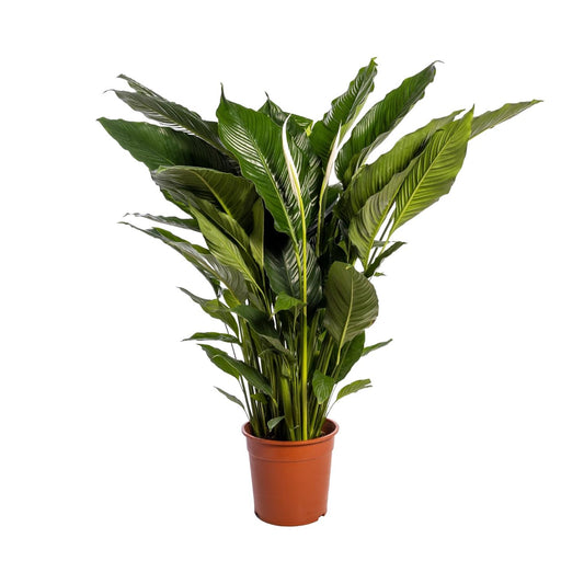 Spathiphyllum Sweet Sebastiano - 110cm - Ø24cm