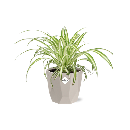 Chlorophytum Comosum Variegatum - ~20cm Ø14 cm inkl. Topf "Rock"