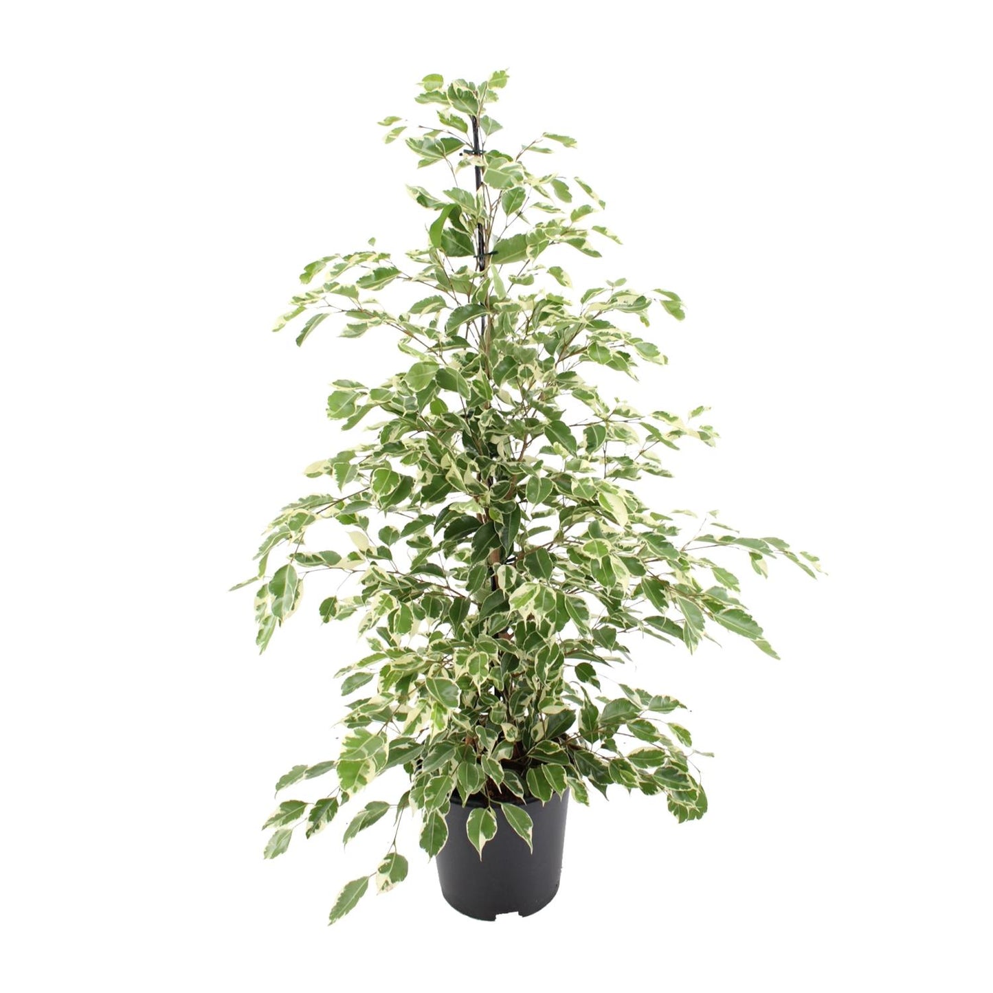 Ficus benjamina "Twilight" 95 cm