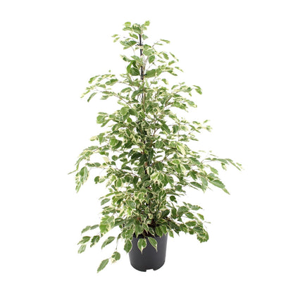 Ficus benjamina "Twilight" 95 cm