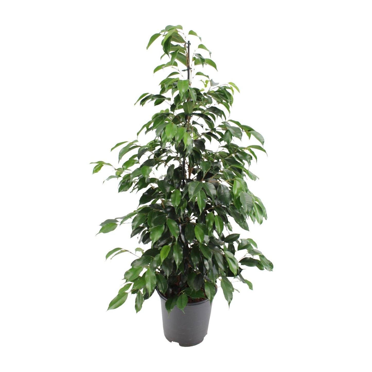 Ficus benjamina "Danielle" 95 cm