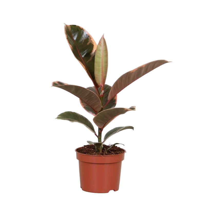 Ficus elastica "Belize" 30 cm