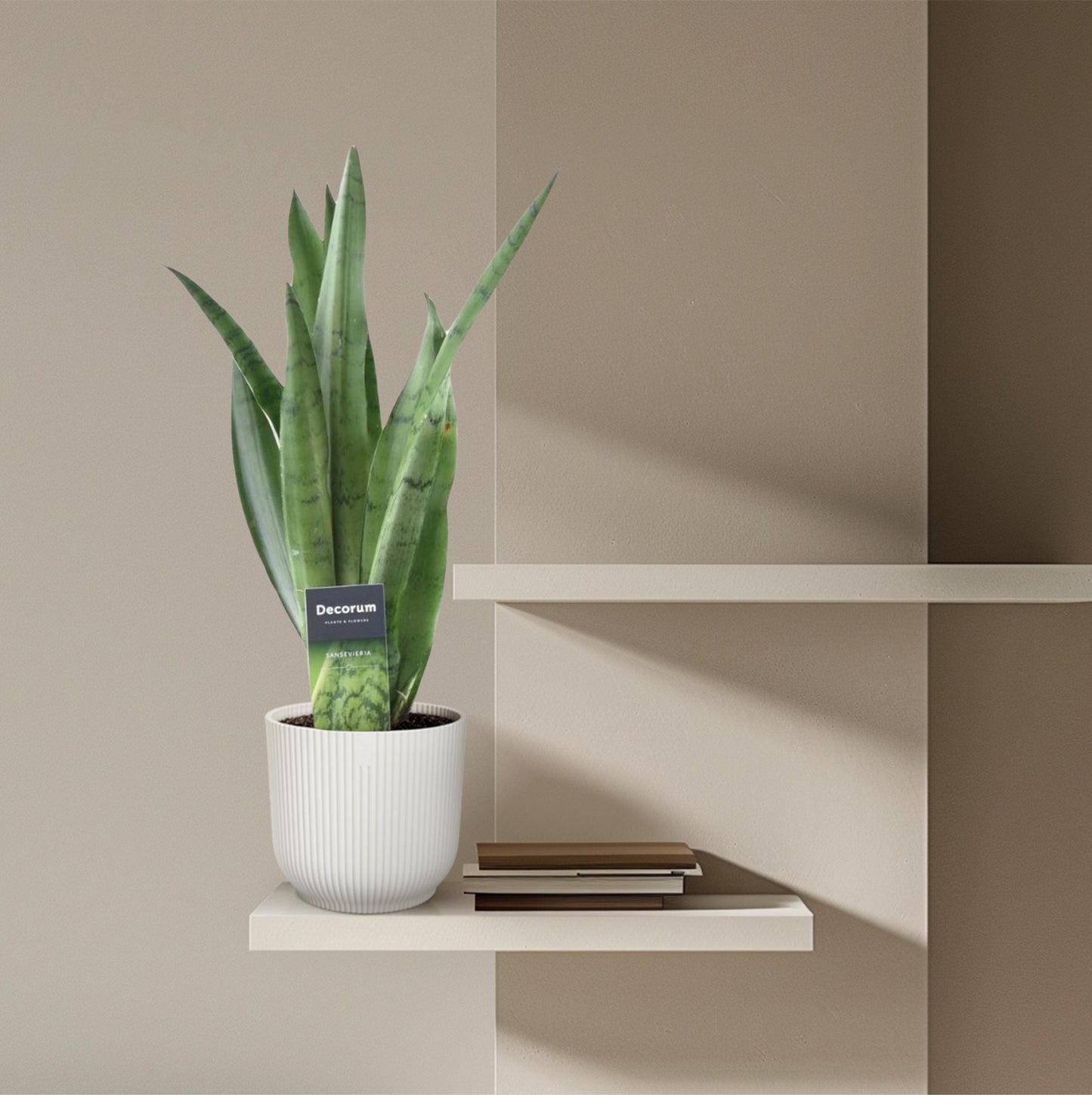 Sansevieria Spearmint - 45 cm - ø12cm