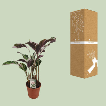 Calathea "Fusion White" 40 cm