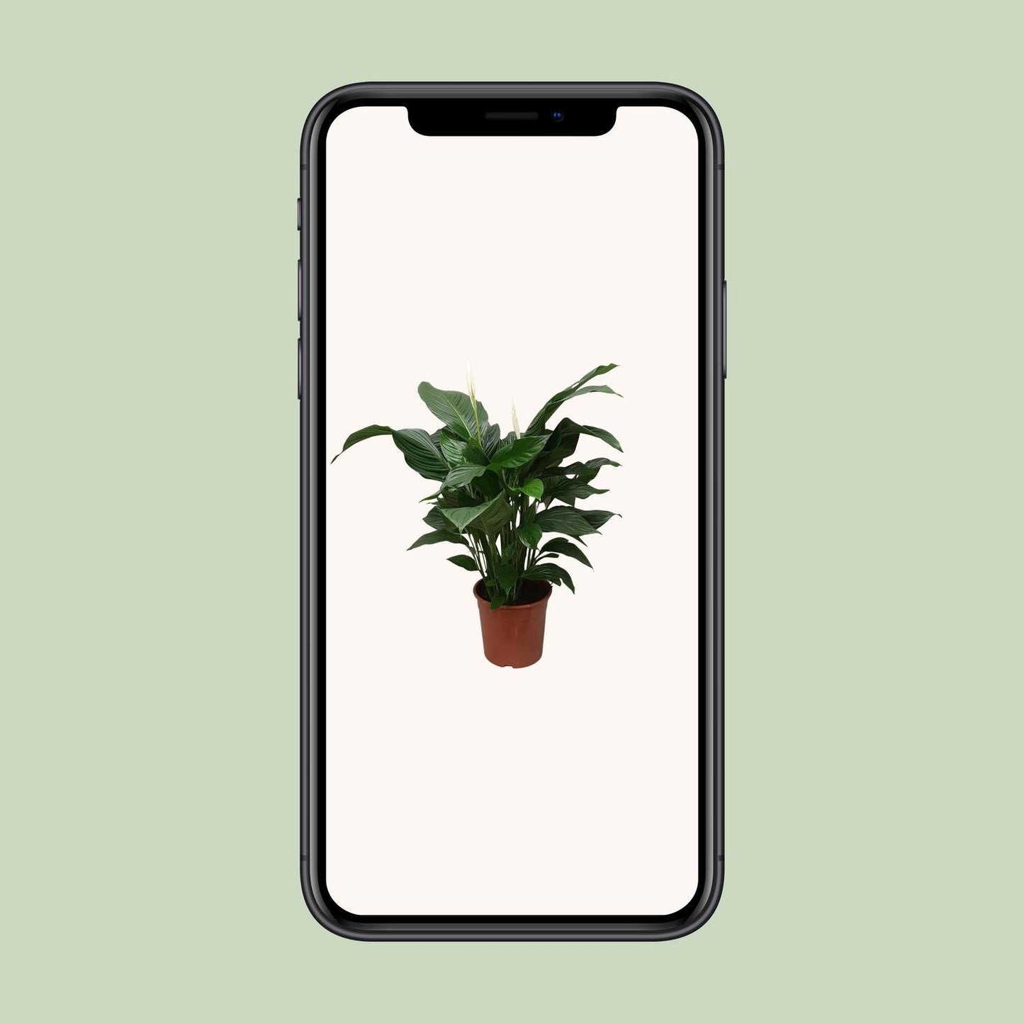 Friedenslilie "Sweet Silvana" 80 cm