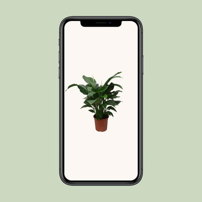 Friedenslilie "Sweet Silvana" 80 cm